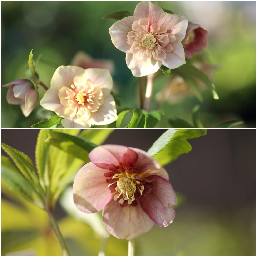 Y⭐︎M クリスマスローズ 苗 セット