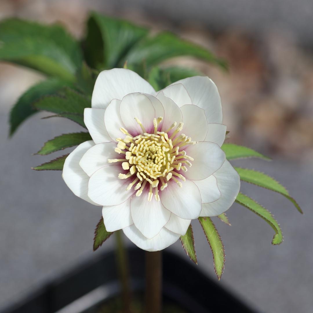 Y⭐︎M クリスマスローズ 苗 セット