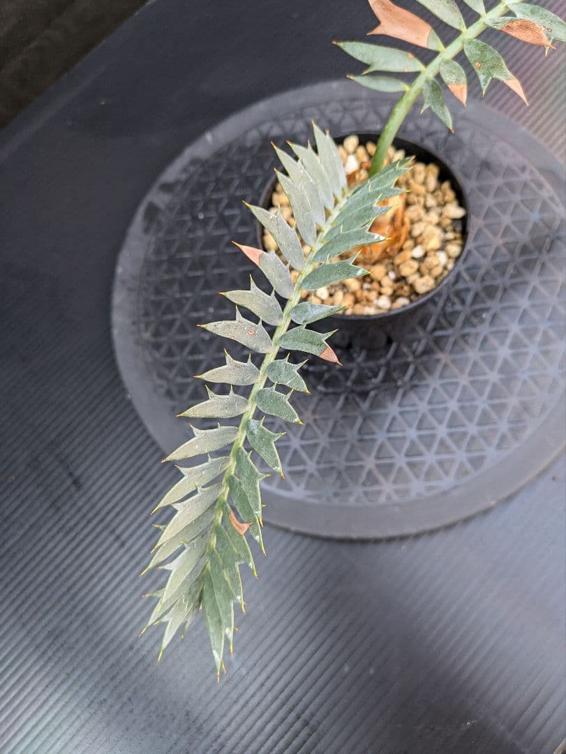 エンセファラルトス ホリダス /約5センチ球