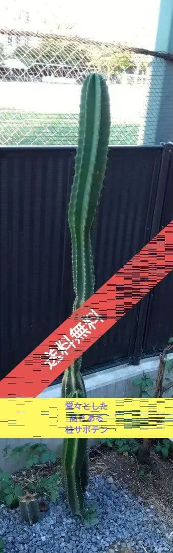 柱サボテン　鬼面角　大型サボテン大株 5年以上。インテリアに。 ドライガーデン