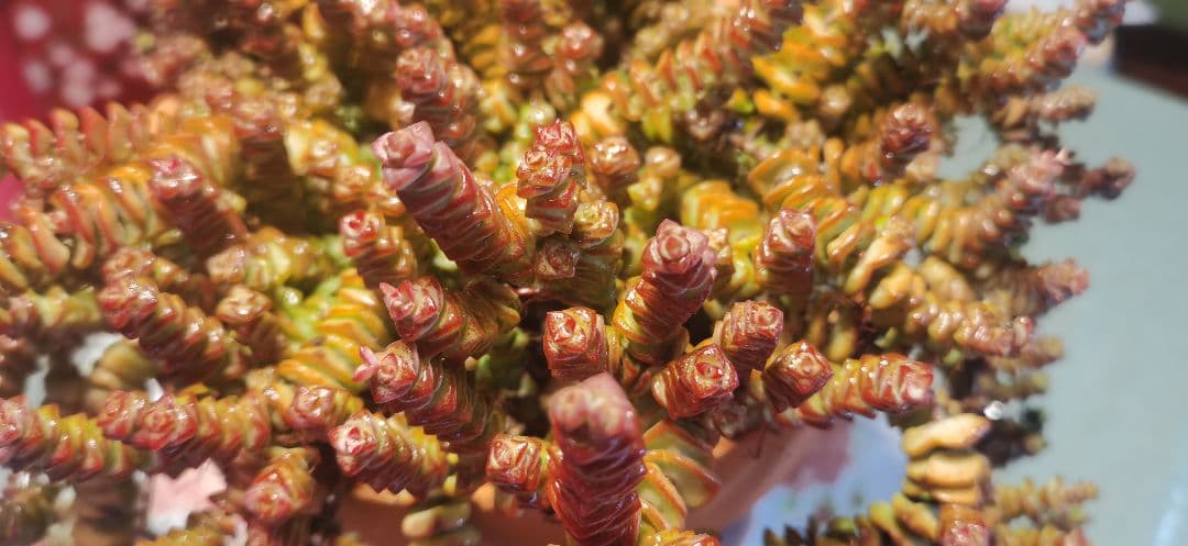 舞乙女 多肉植物 銭串 古株，大苗，大群生株 根付き発送 撮影12月14日