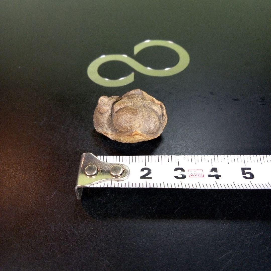 三葉虫　南米産　化石　fossil　ボリビア産　trilobite　南米化石郡⑧