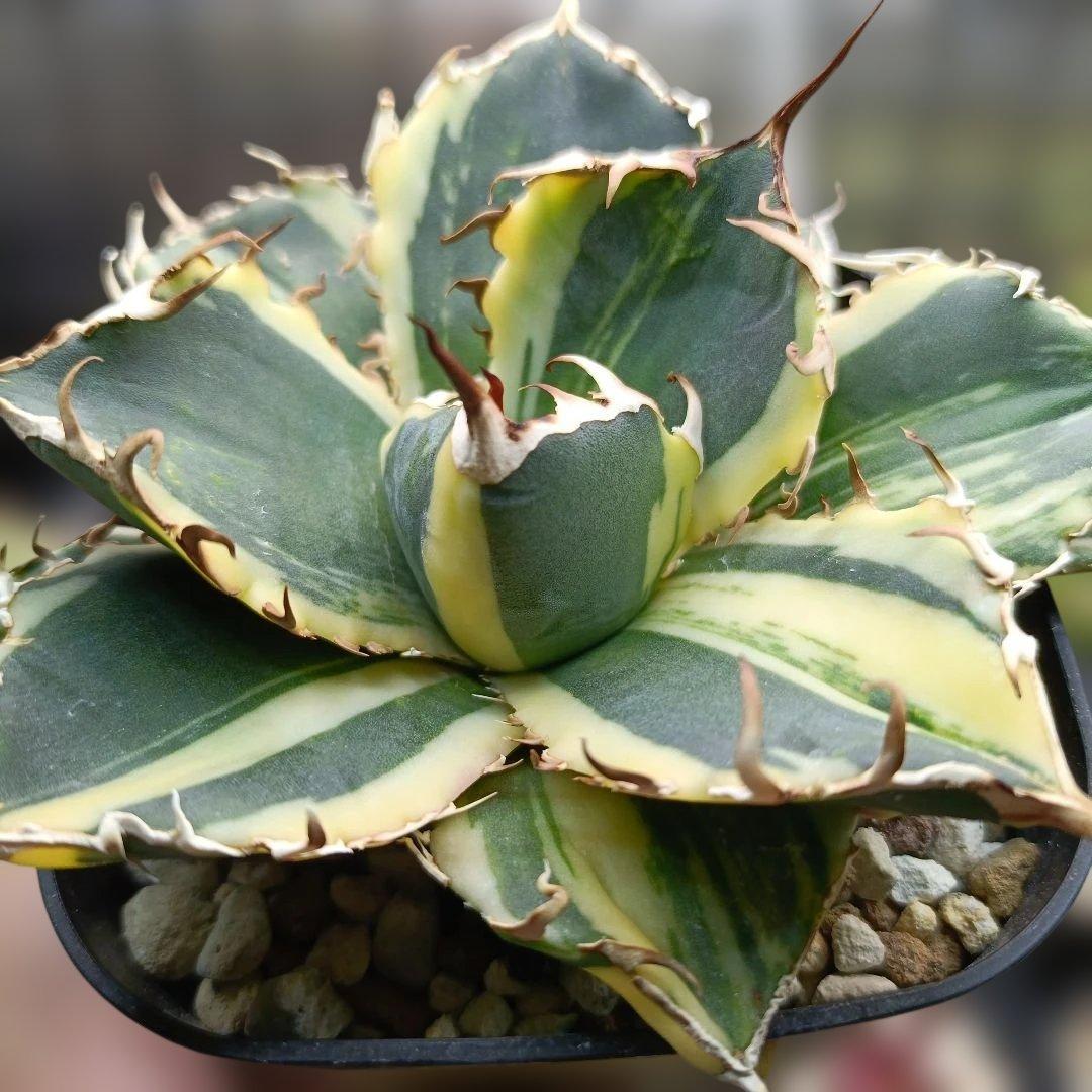 アガベ　チタノタ　白鯨　白鯨錦　縞斑