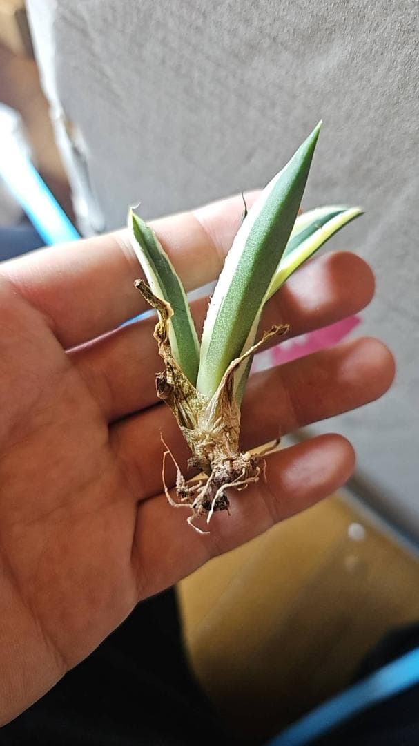 多肉植物 アガベ チタノタ　スナグルトゥース 優良血統 600株