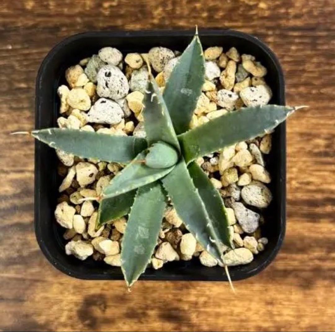 アガベ ユタエンシス　Agave utahensis
