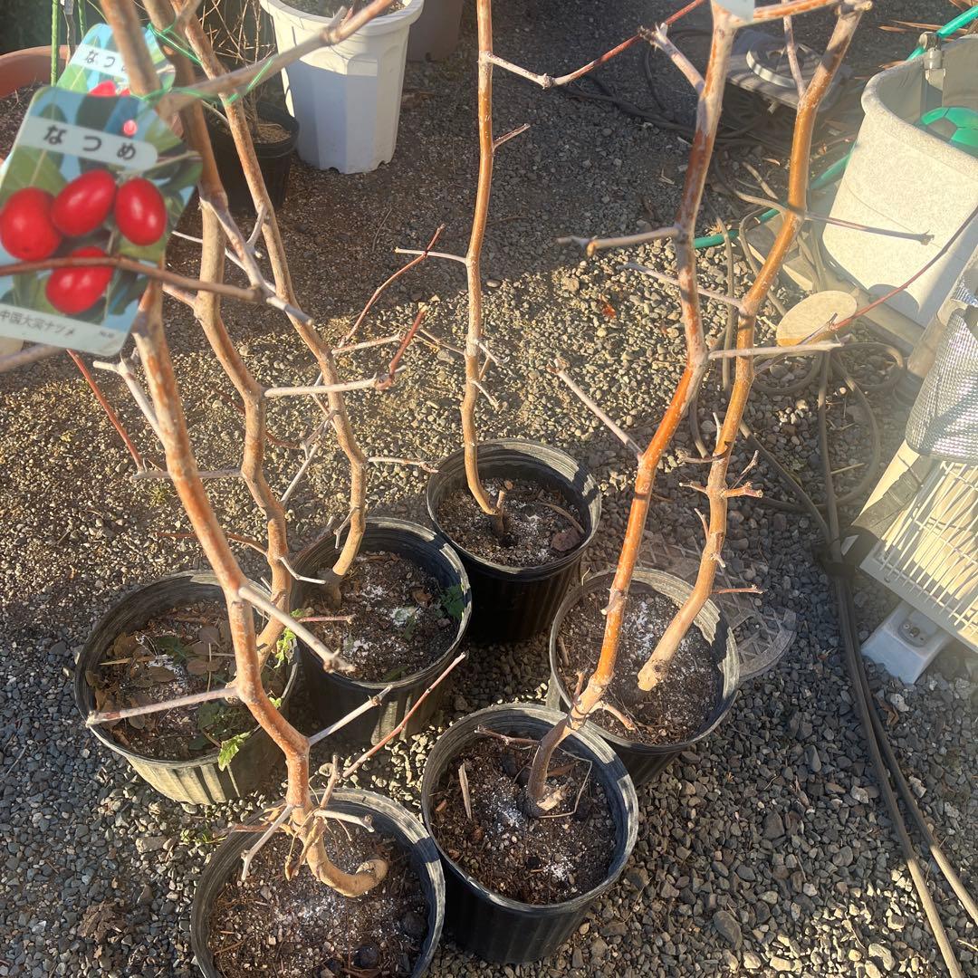 ナツメの苗木 赤い果実　1株