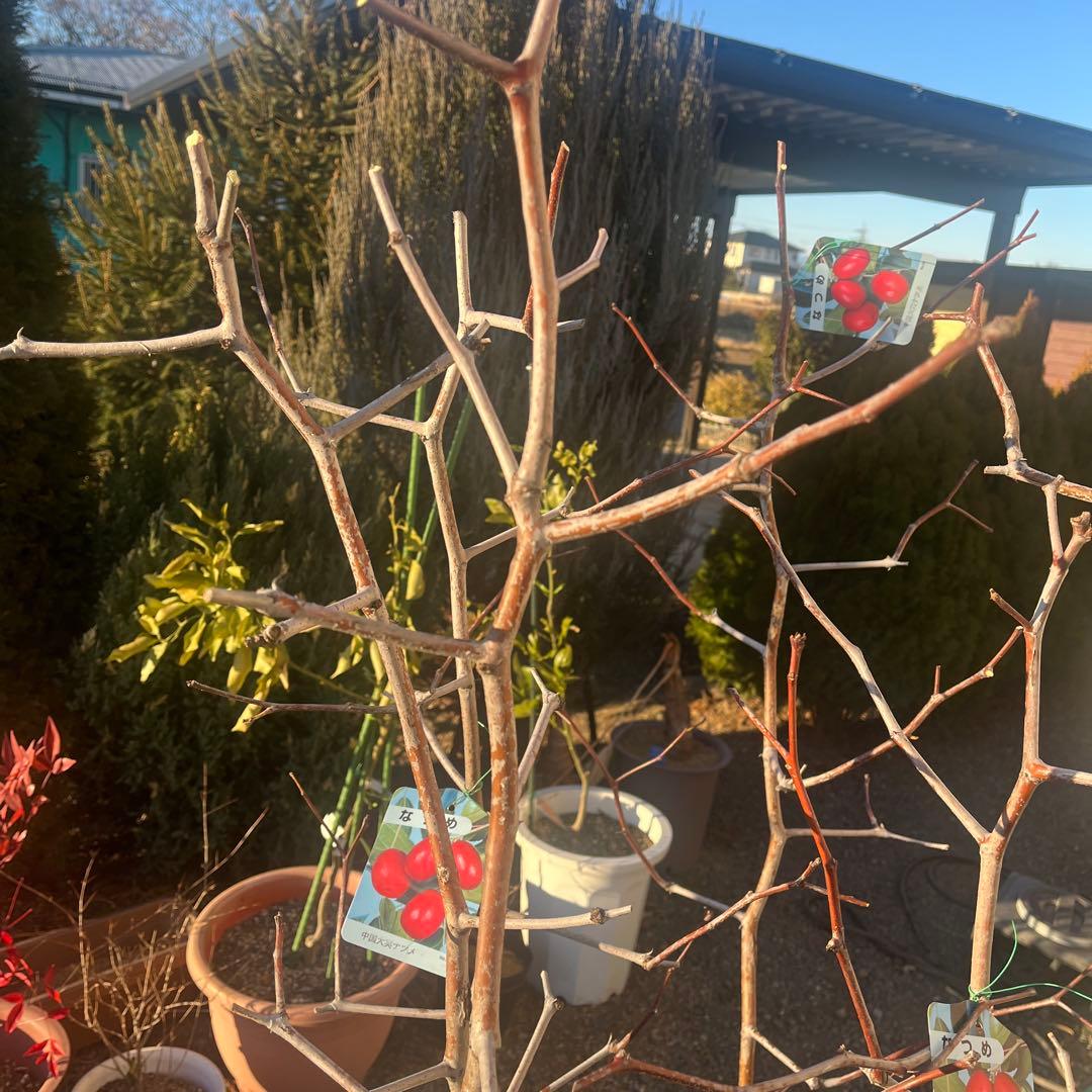 ナツメの苗木 赤い果実　1株