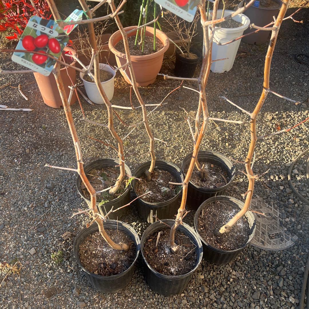 ナツメの苗木 赤い果実　1株