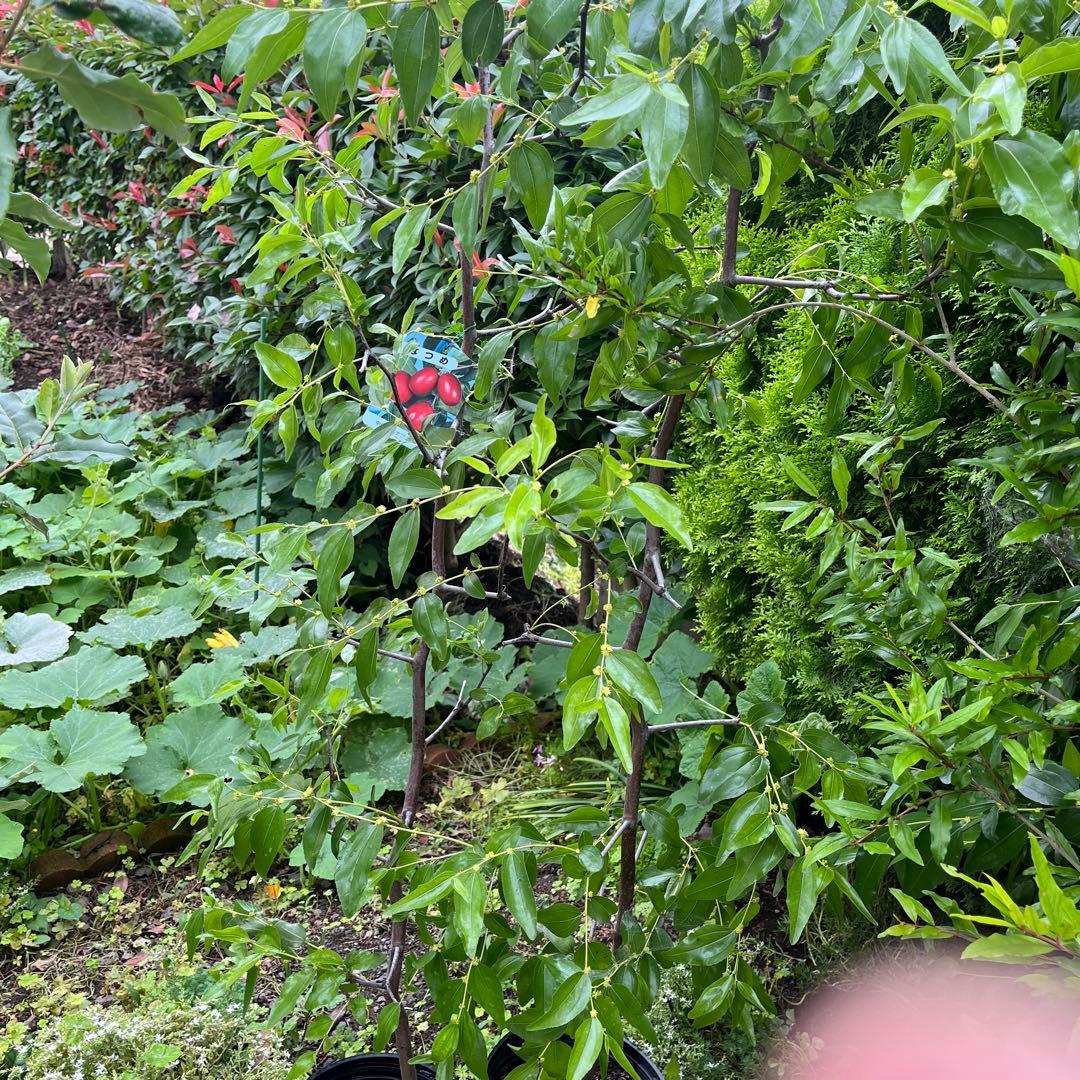 ナツメの苗木 赤い果実　1株