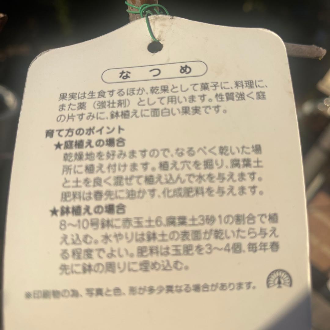 ナツメの苗木 赤い果実　1株