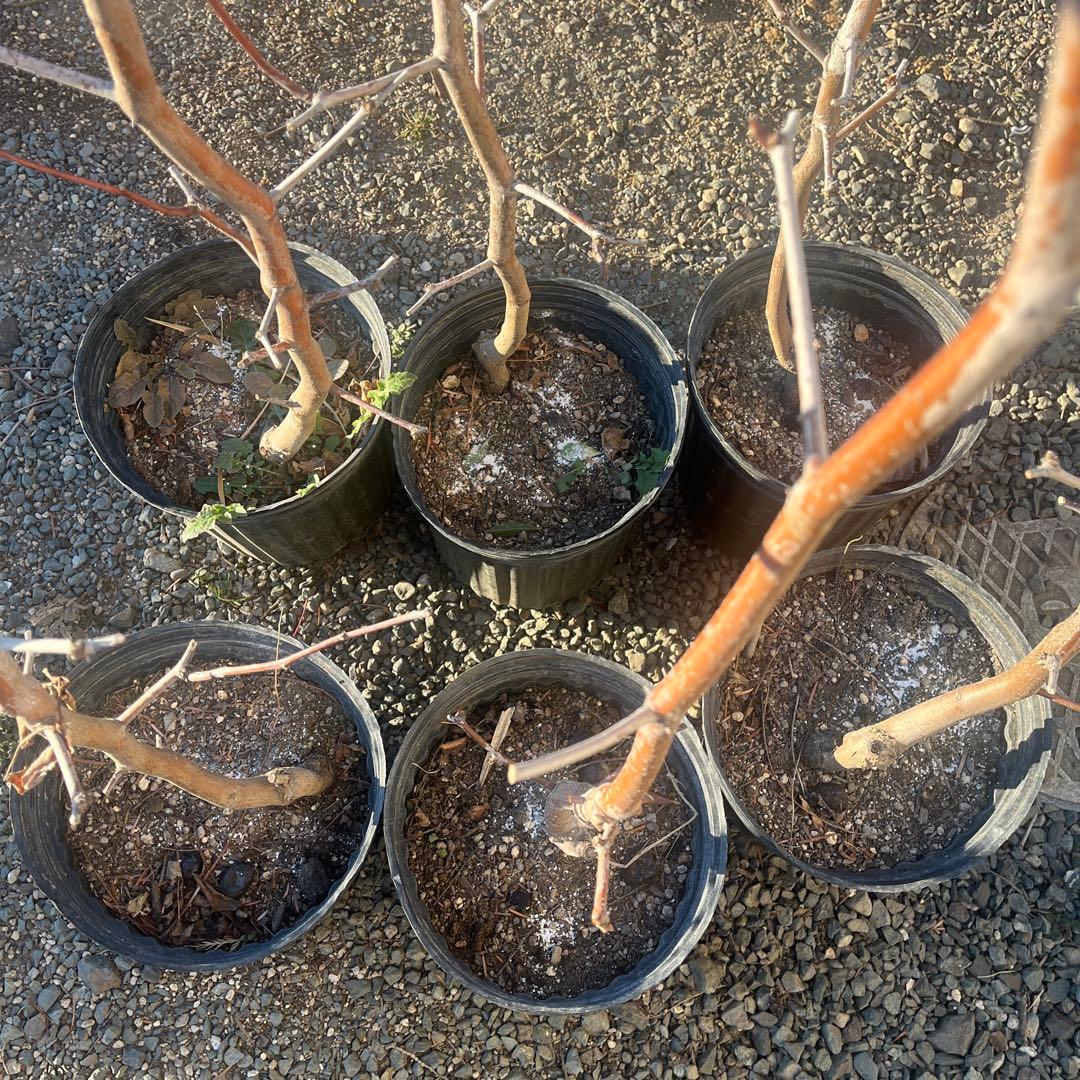 ナツメの苗木 赤い果実　1株