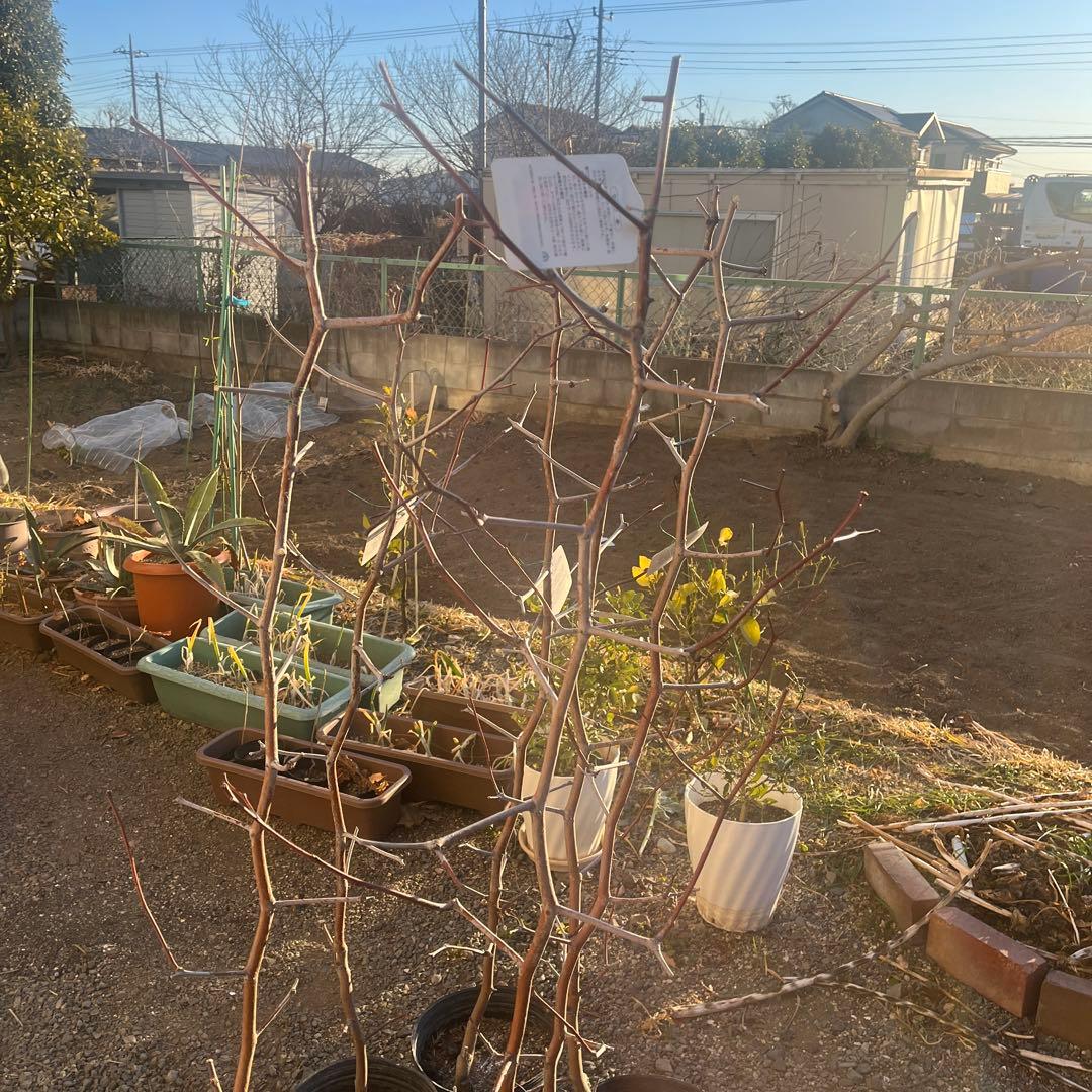 ナツメの苗木 赤い果実　1株