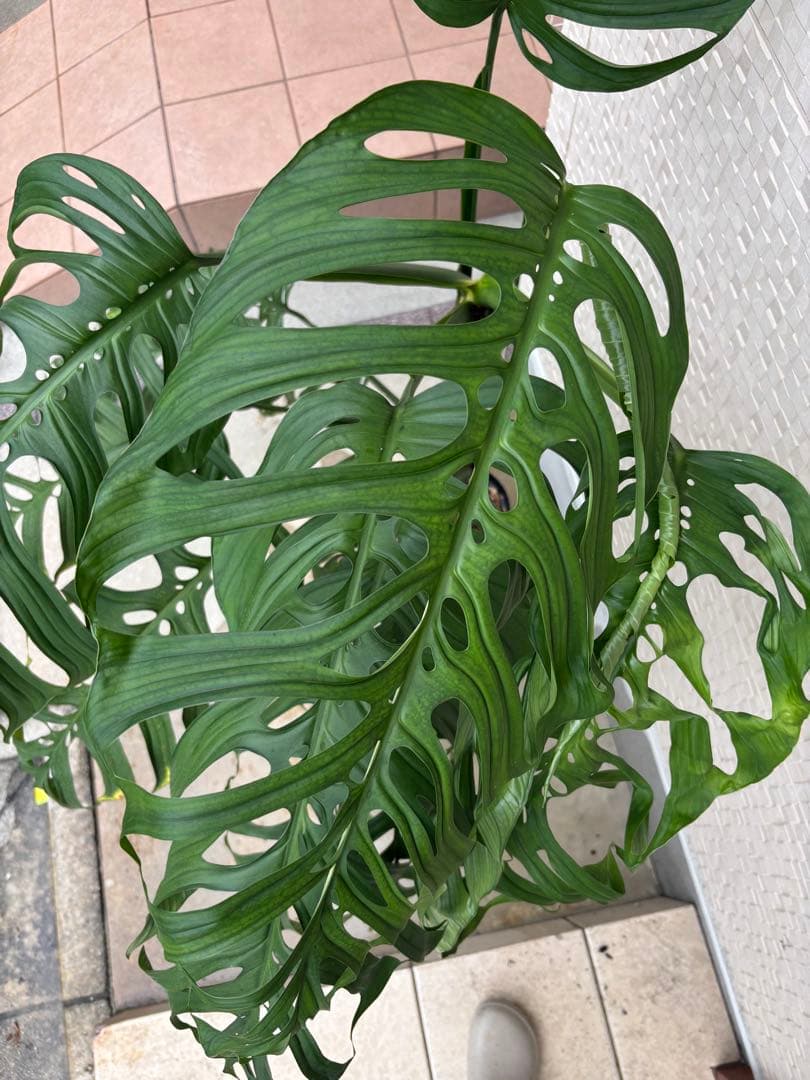 モンステラ　エスケレート