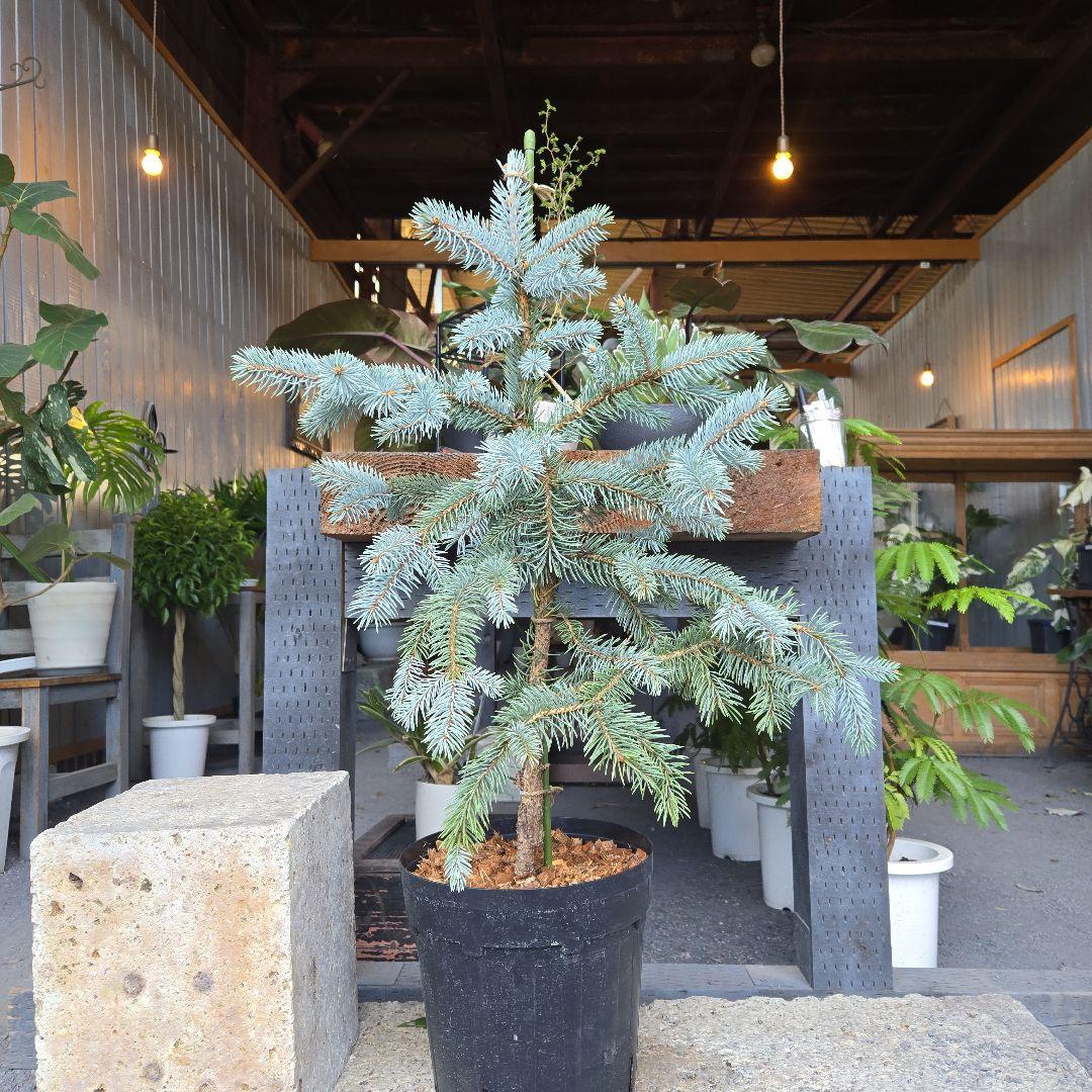 R⑱　ブンゲンス　トウヒ　ホプシー８号　最高等級極上品‼️