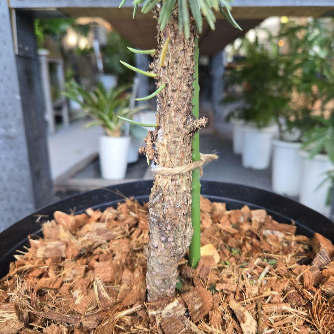 R⑱　ブンゲンス　トウヒ　ホプシー８号　最高等級極上品‼️