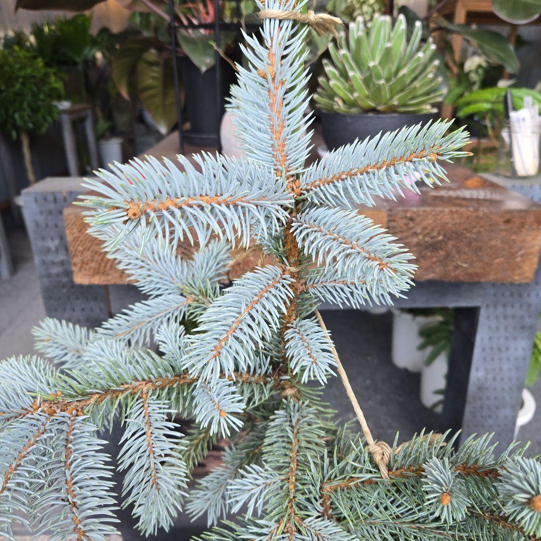 R⑱　ブンゲンス　トウヒ　ホプシー８号　最高等級極上品‼️