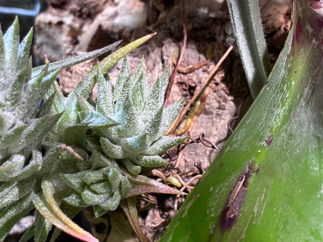 Tsht様同梱専用T. ionantha var. vanhyningii Mi