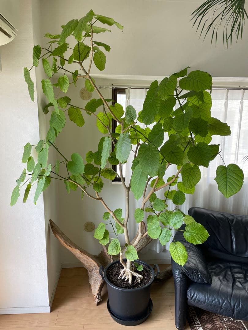 【引き取り優先・配達要相談】フィカス・ウンベラータ　特大　高さ：約200cm
