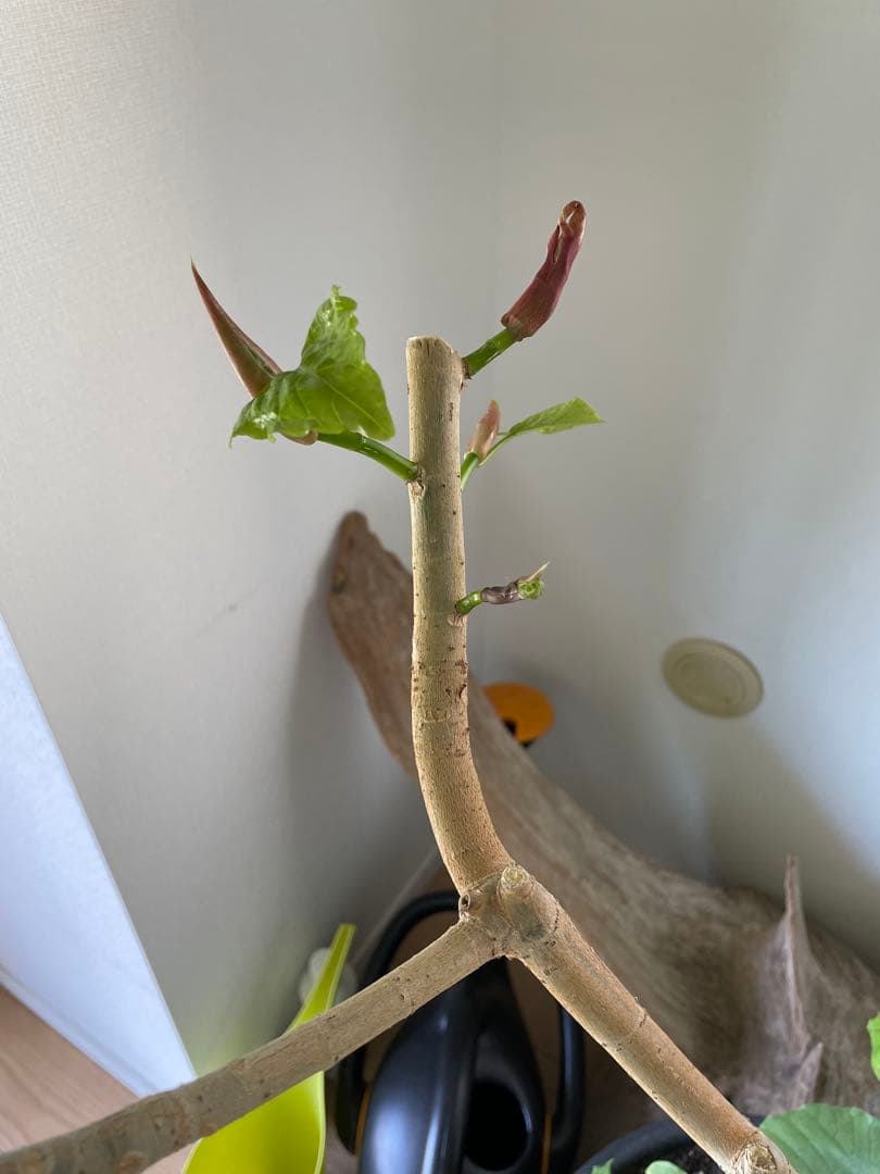 【引き取り優先・配達要相談】フィカス・ウンベラータ　特大　高さ：約200cm