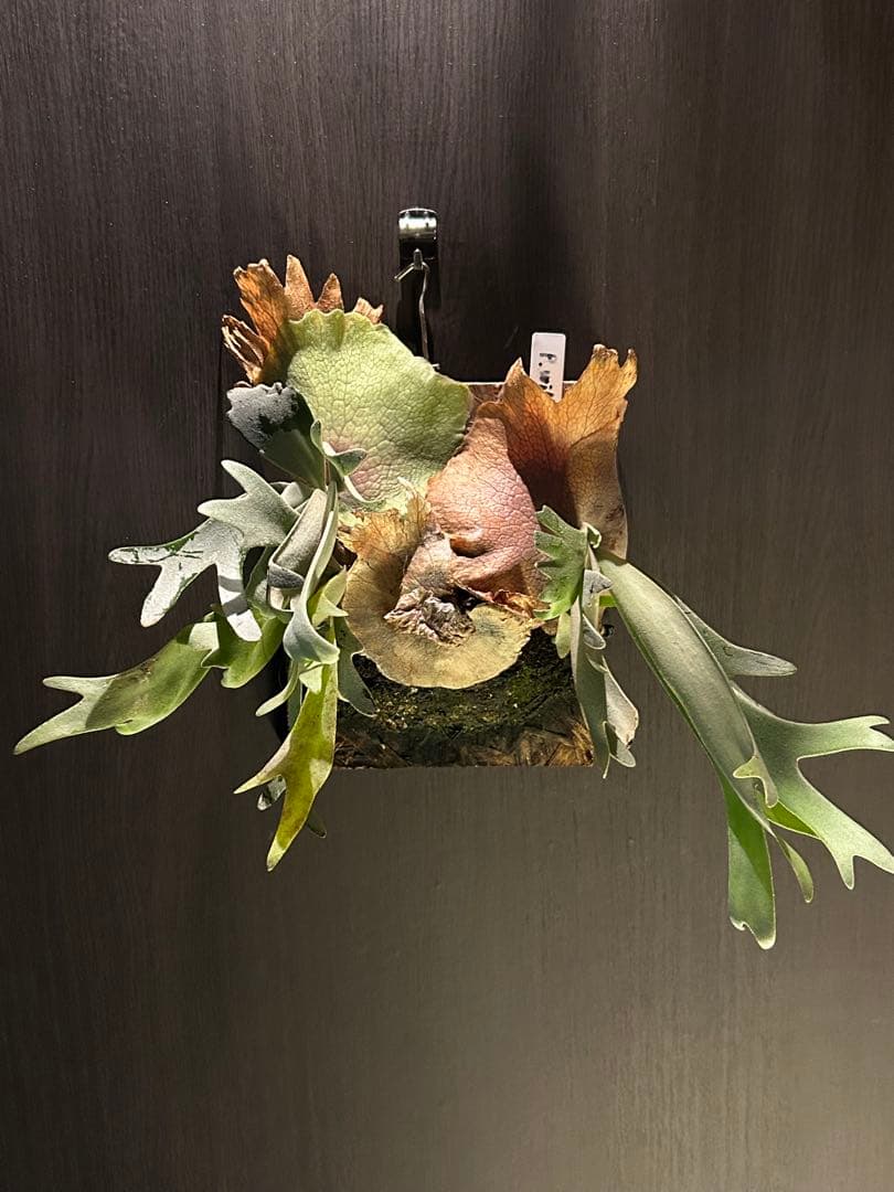 p.willinckii DTST 2株　ウィリンキー　DTST