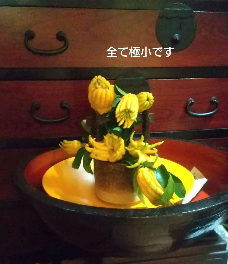 沙織です ☀縁起物飾り仏手柑最終特価 大、中、小 、極小 お任せセット