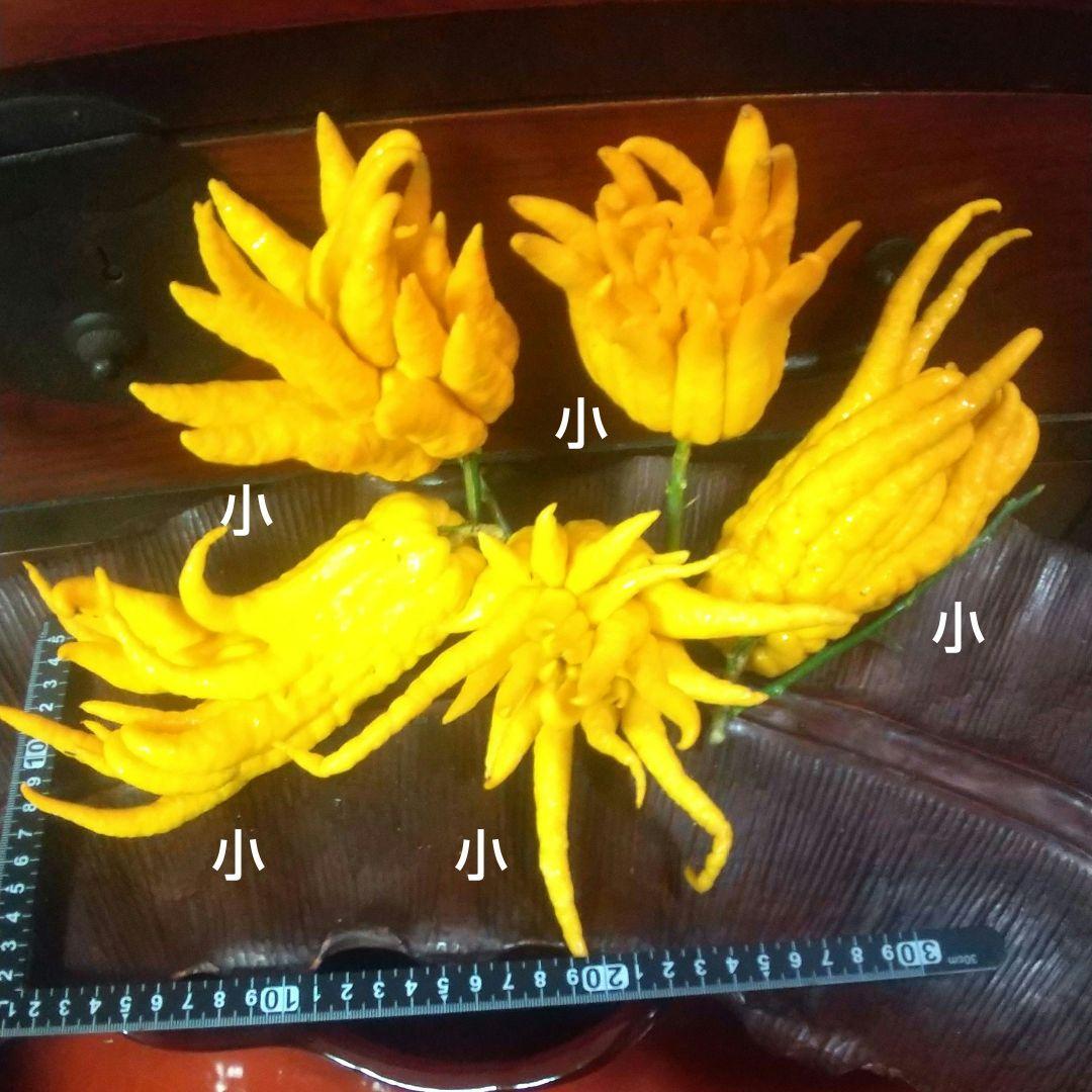 沙織です ☀縁起物飾り仏手柑最終特価 大、中、小 、極小 お任せセット