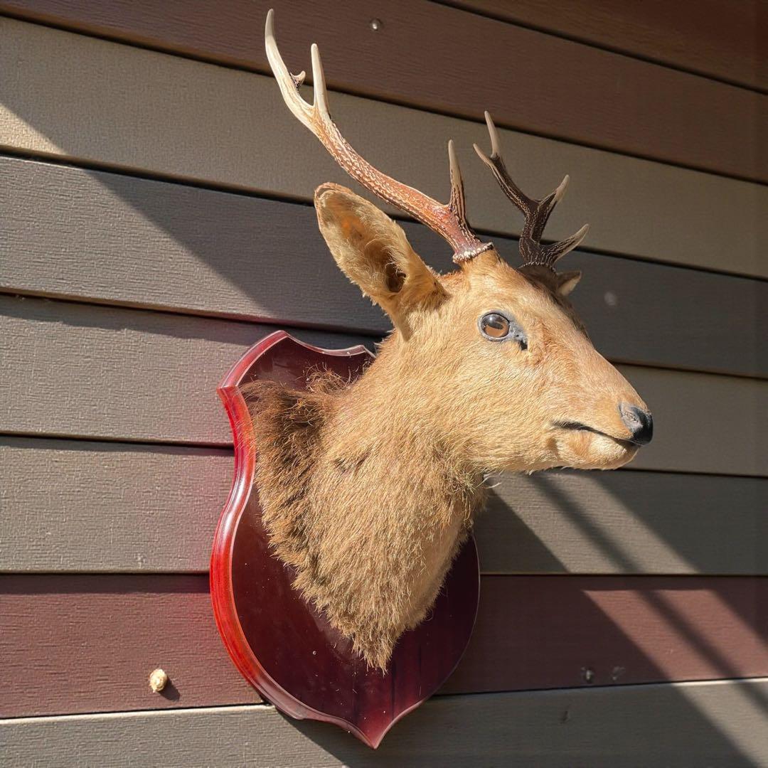 【本物】鹿の剥製　インテリア 壁掛　ハンティングトロフィー　エゾシカ （1）