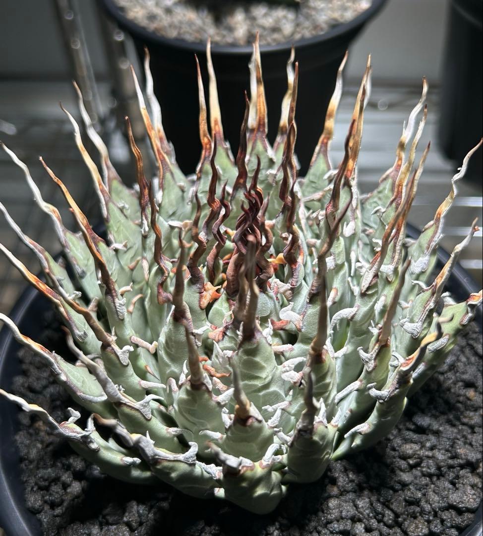 t*g様 Agave utahensis eborispina ユタエンシス 陽