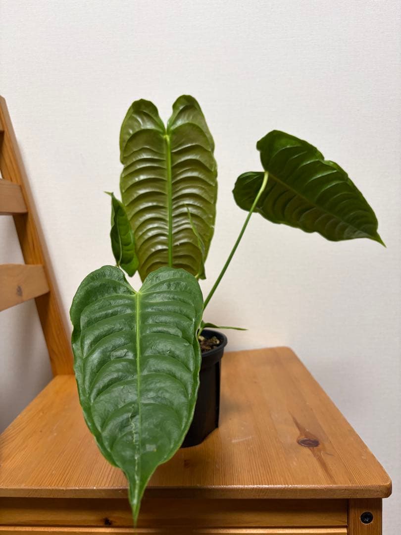 【papa】＊アンスリウム　ベイチー　4号＊2鉢同梱