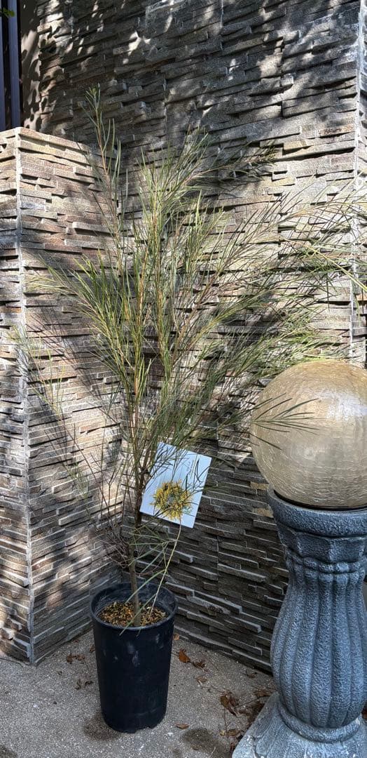 アカシア：フロリブンダ（ホワイトサローワトル・ヤナギバアカシア）140cm苗木