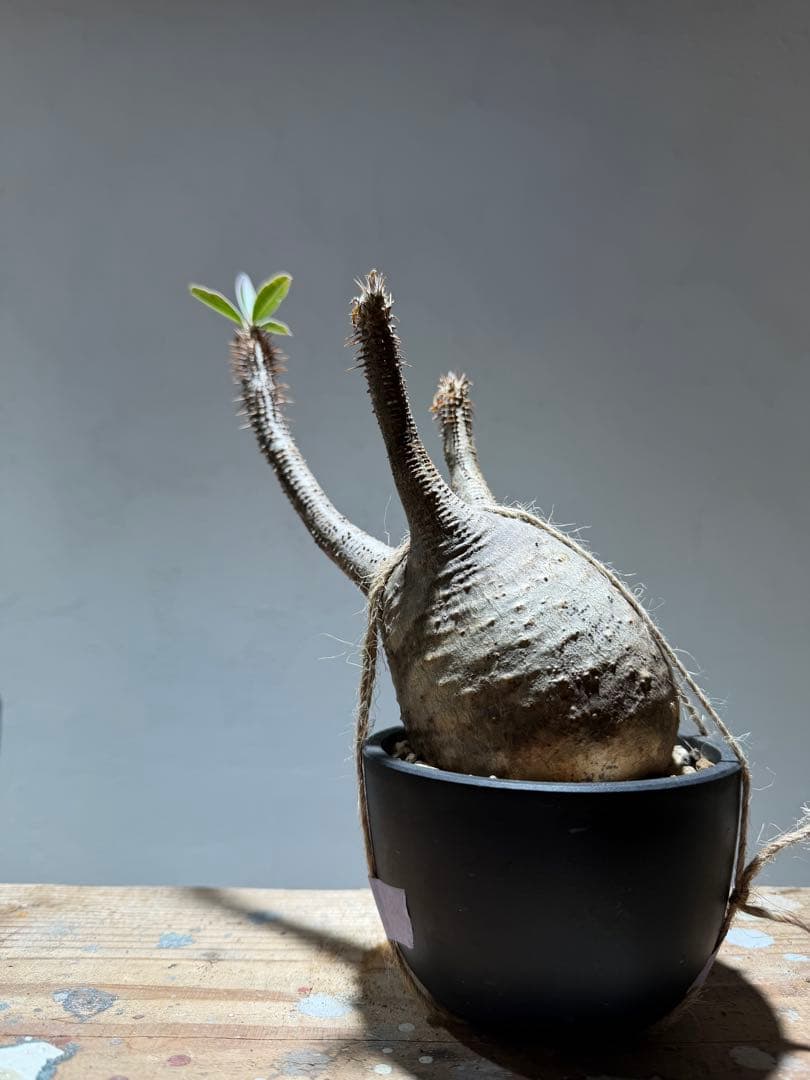 パキポディウム・グラキリス 【現地球・発根管理中】