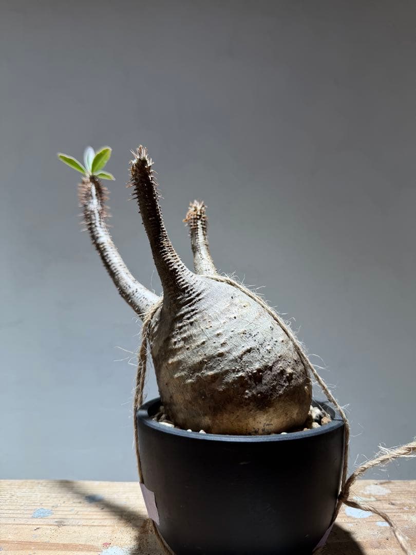 パキポディウム・グラキリス 【現地球・発根管理中】