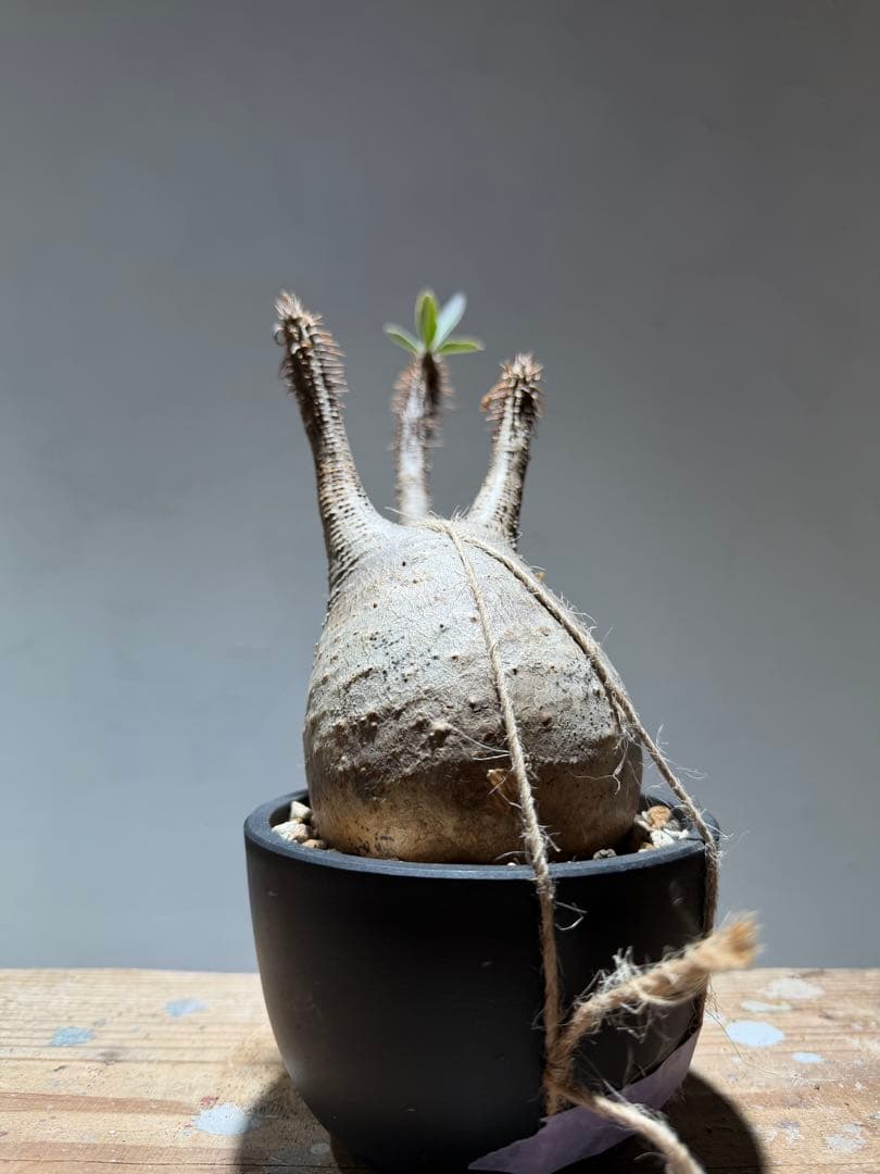 パキポディウム・グラキリス 【現地球・発根管理中】