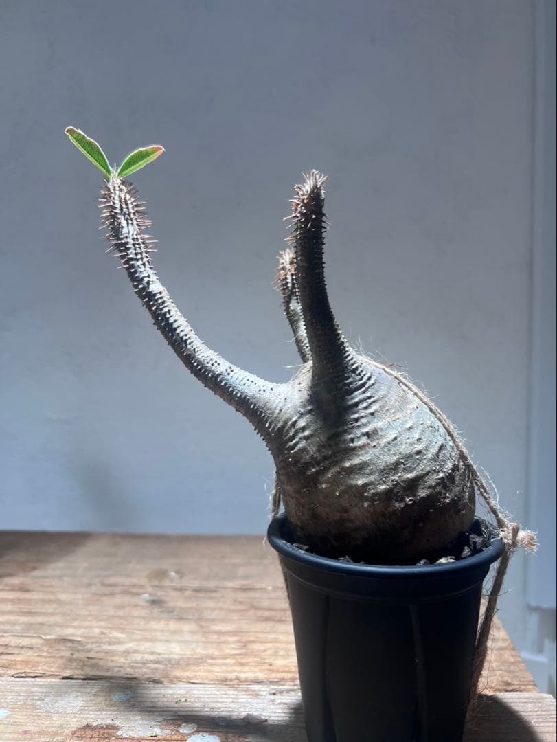 パキポディウム・グラキリス 【現地球・発根管理中】