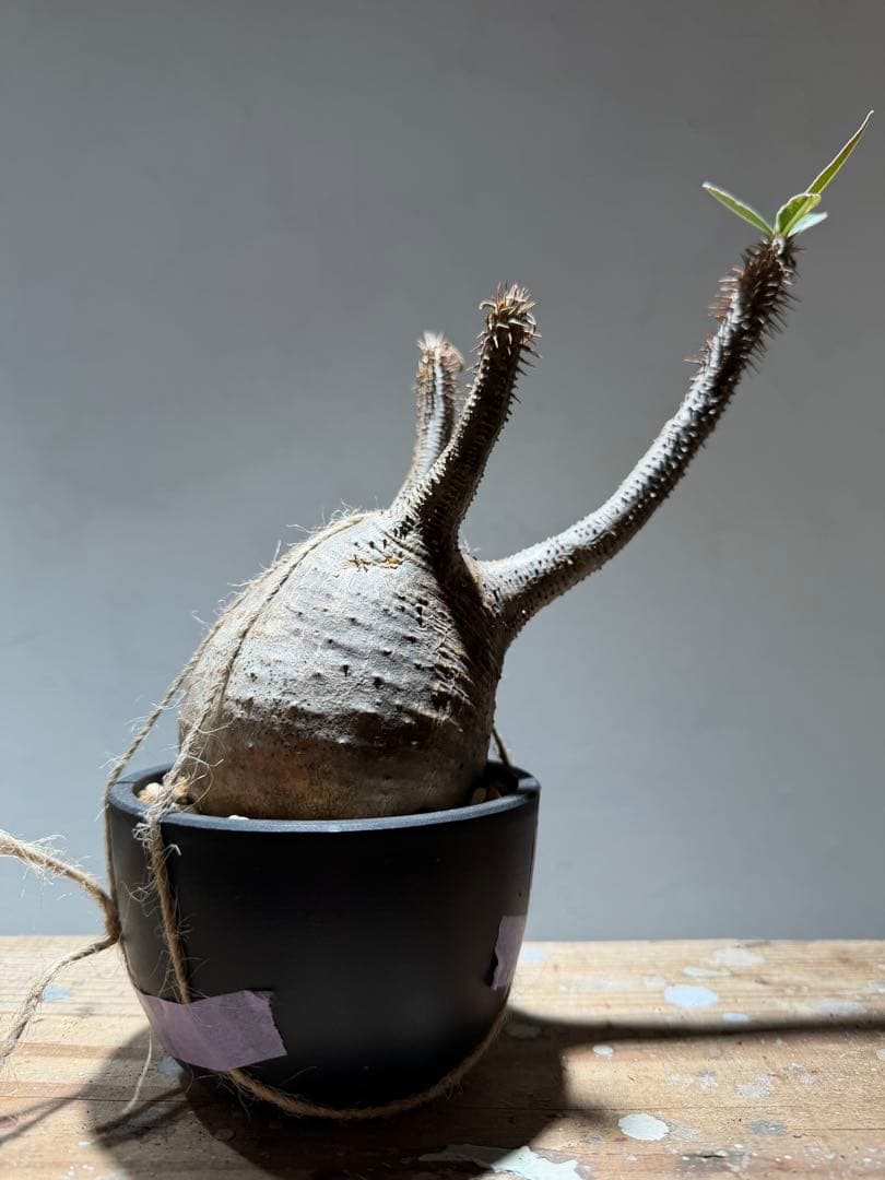 パキポディウム・グラキリス 【現地球・発根管理中】