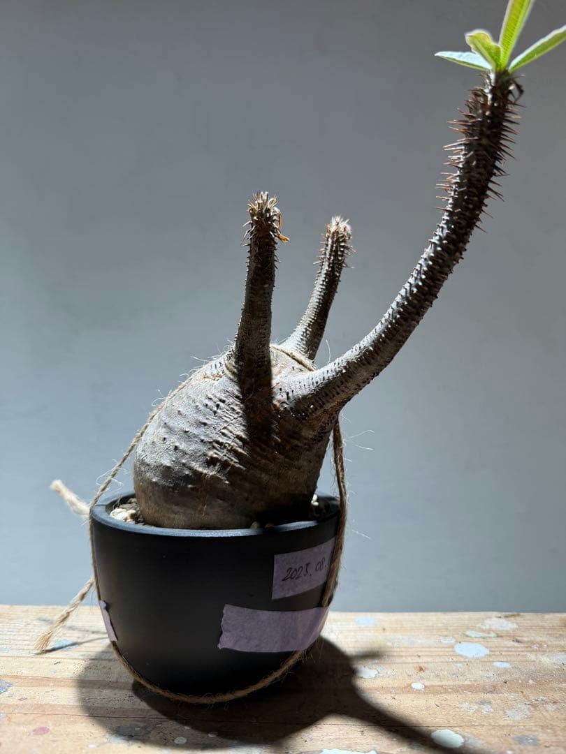 パキポディウム・グラキリス 【現地球・発根管理中】