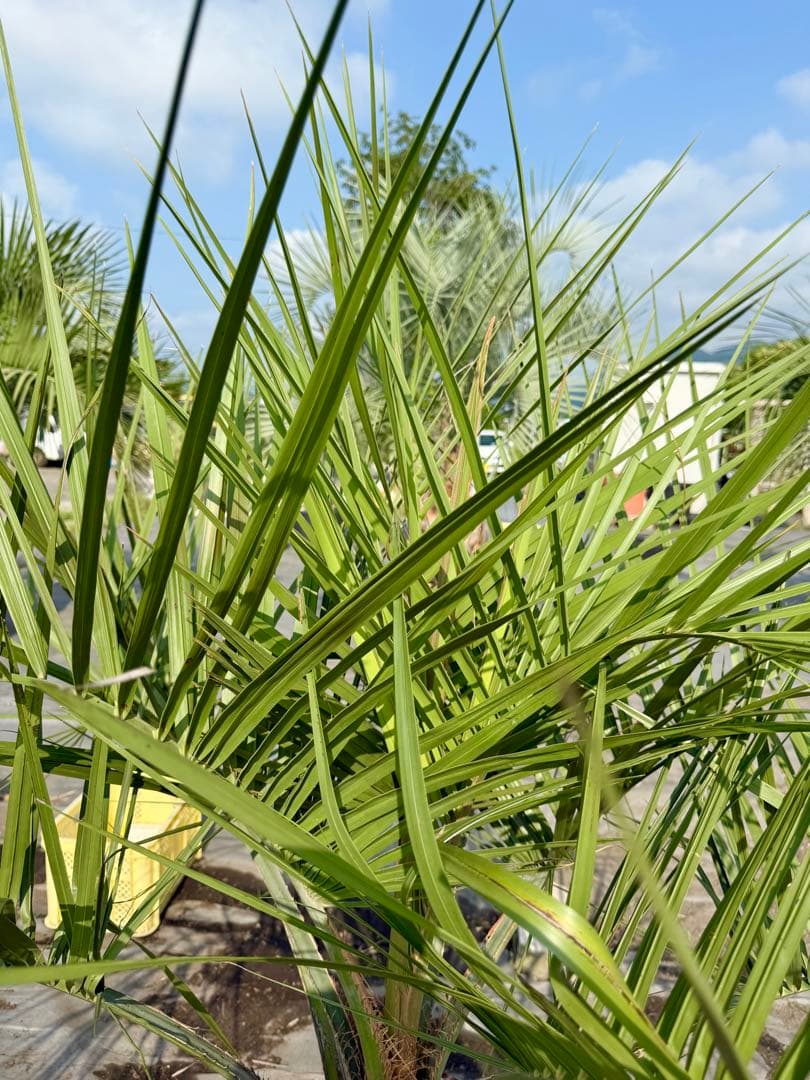ココスヤシシルバーリーフ 【極太】葉先150cm 幹回り90cm 幹高30cm