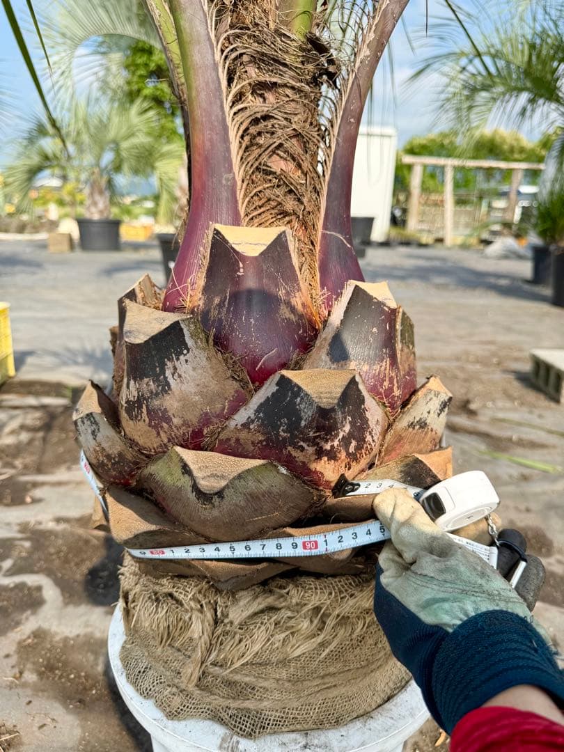 ココスヤシシルバーリーフ 【極太】葉先150cm 幹回り90cm 幹高30cm