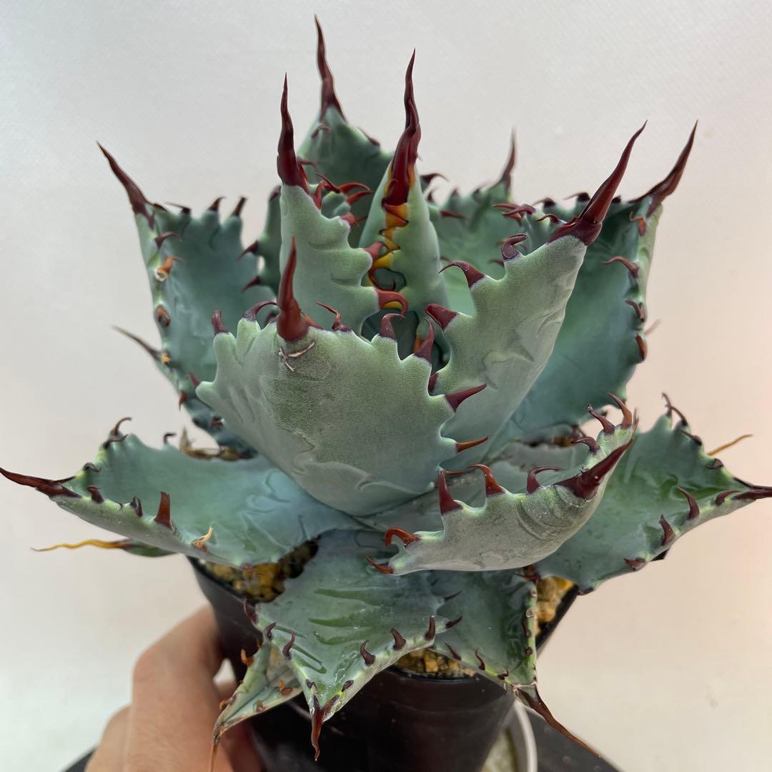 アガベ　ハイブリッド　甲蟹×屈原の舞扇　特特選曲棘　連棘　親直子　良フォルム