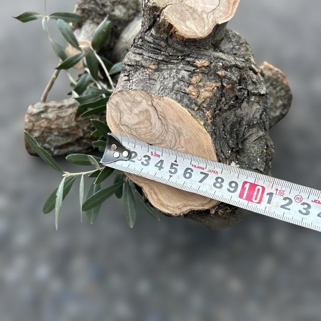 オリーブ　挿し木　太枝挿し木　盆栽