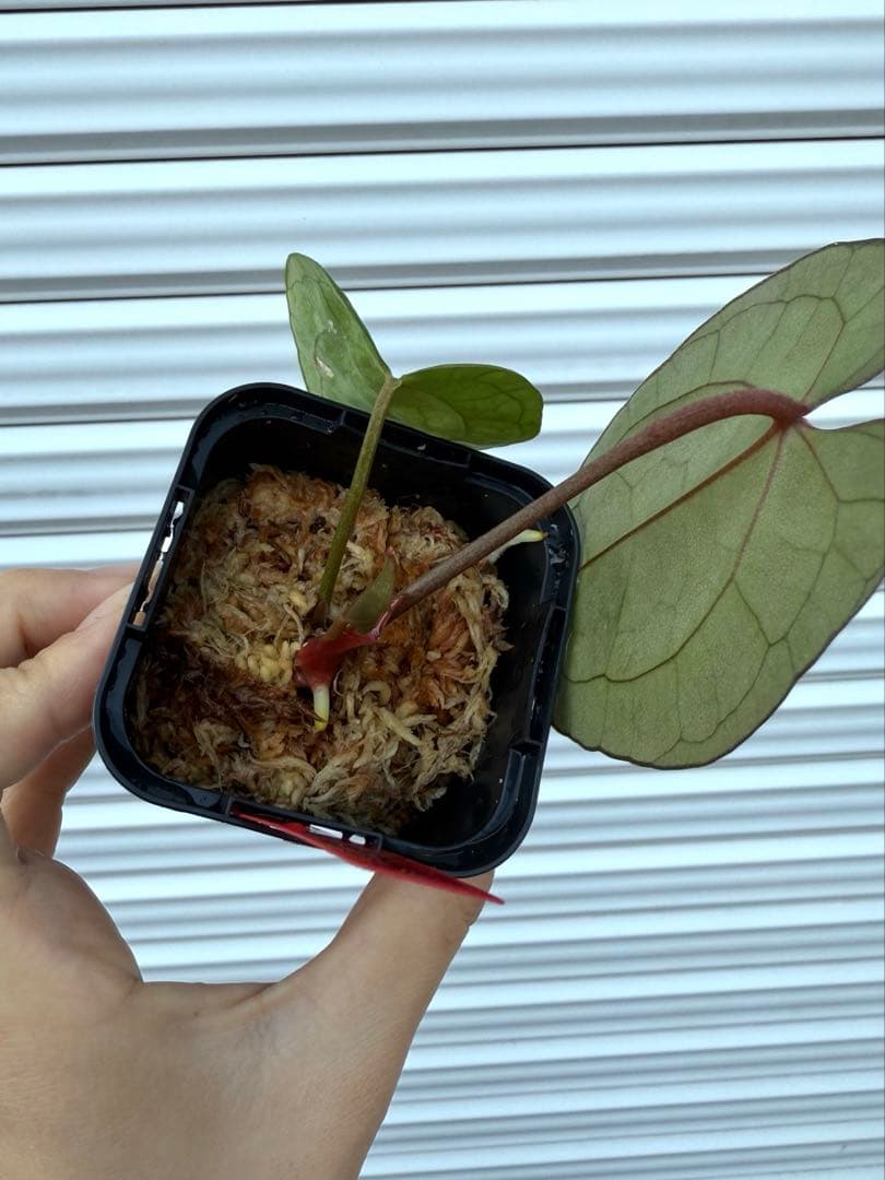 Anthurium Ace of Spades アンスリウム　エースオブスペード