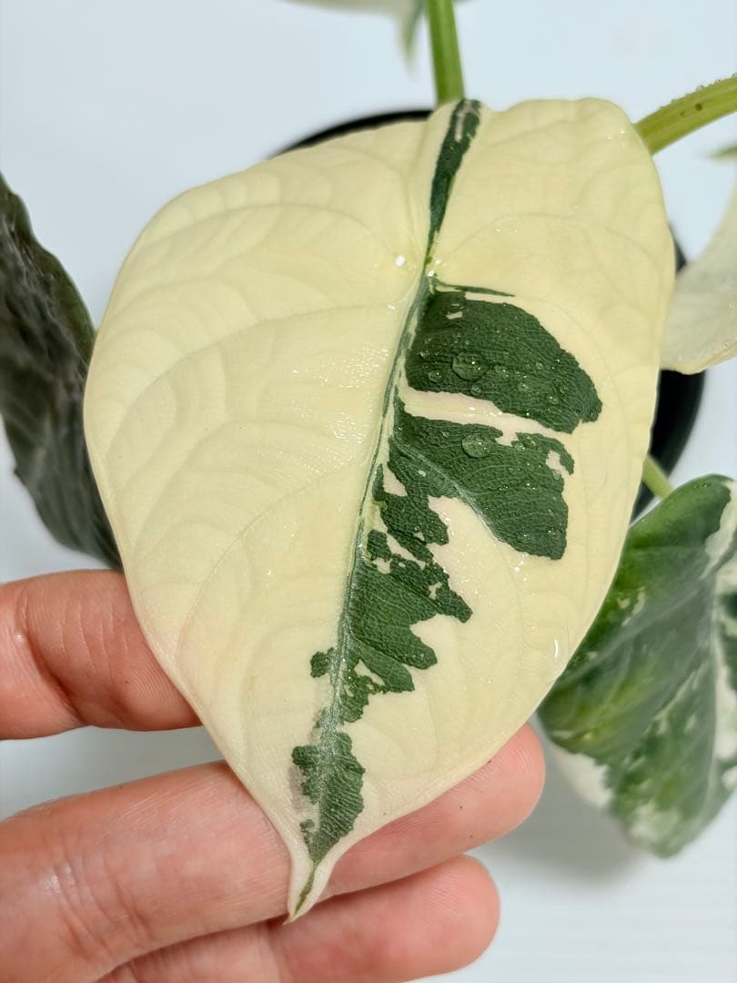 ☆超美斑☆アロカシア マハラニ アルボ