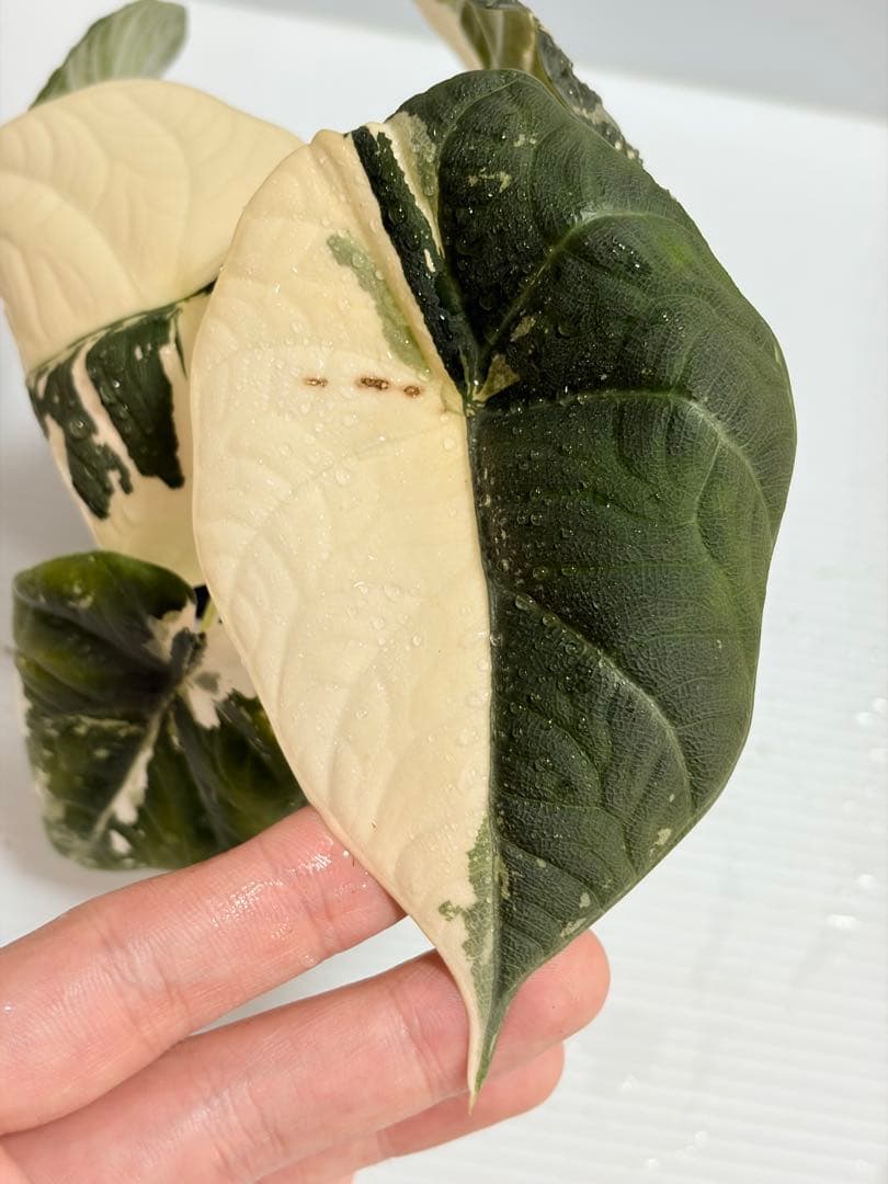 ☆超美斑☆アロカシア マハラニ アルボ