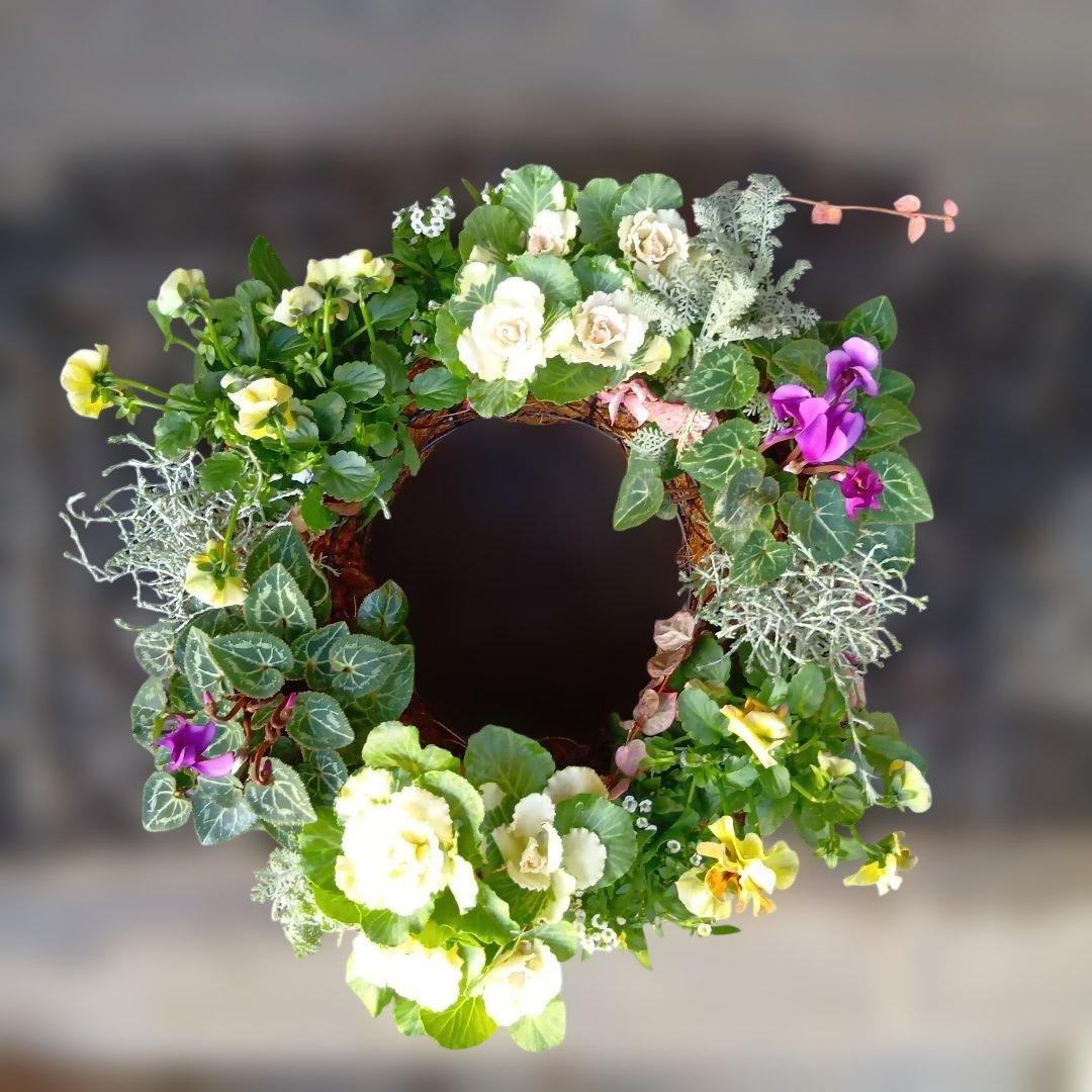 葉牡丹　シクラメン等　寄せ植え　直径約34cmハンギングリース　140サイズ発送