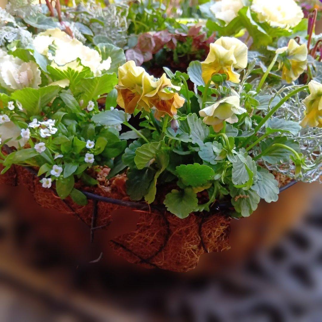 葉牡丹　シクラメン等　寄せ植え　直径約34cmハンギングリース　140サイズ発送