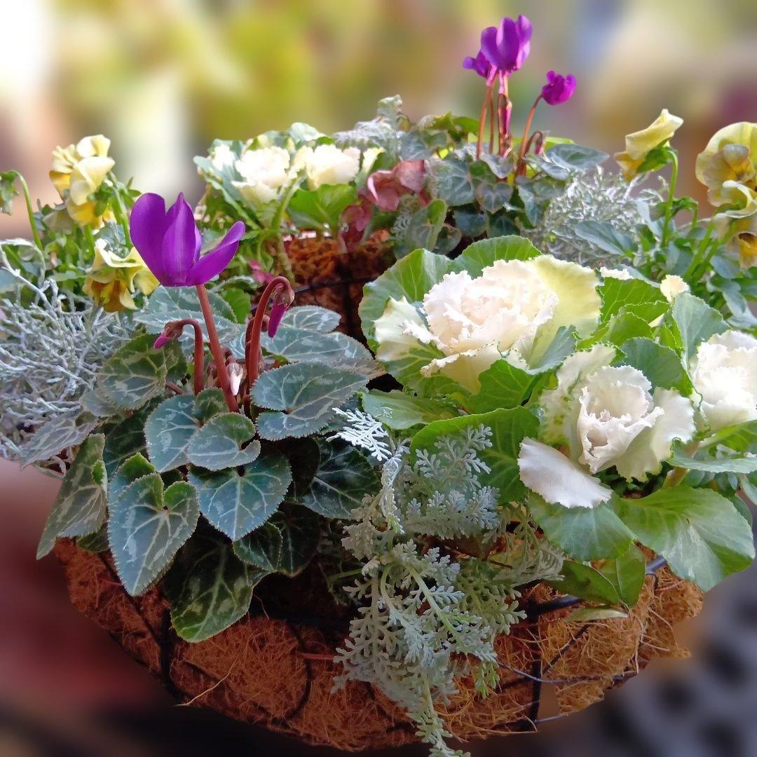 葉牡丹　シクラメン等　寄せ植え　直径約34cmハンギングリース　140サイズ発送