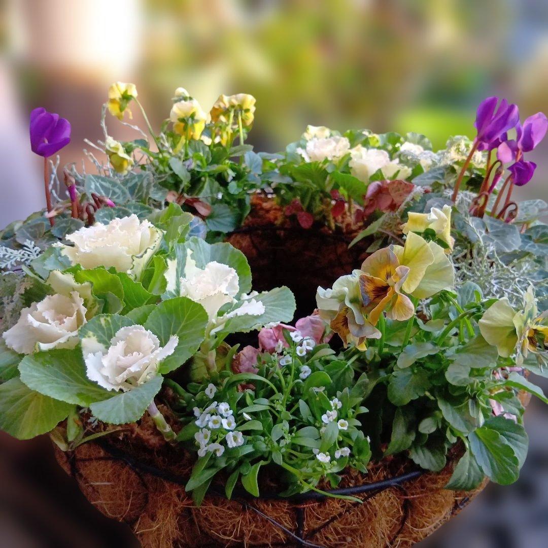 葉牡丹　シクラメン等　寄せ植え　直径約34cmハンギングリース　140サイズ発送