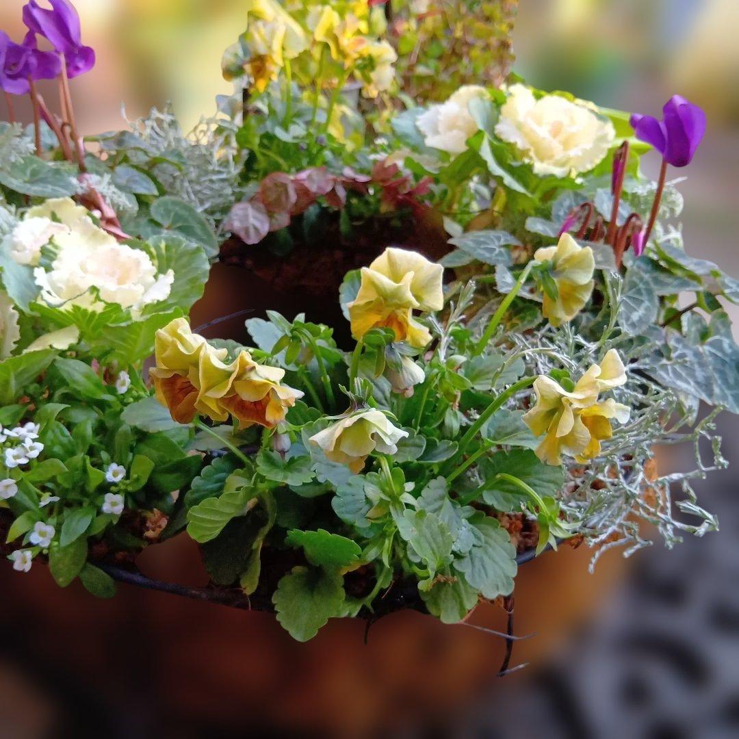 葉牡丹　シクラメン等　寄せ植え　直径約34cmハンギングリース　140サイズ発送