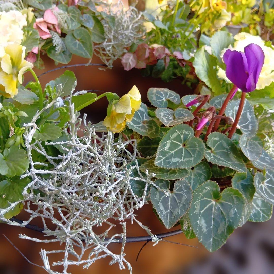 葉牡丹　シクラメン等　寄せ植え　直径約34cmハンギングリース　140サイズ発送