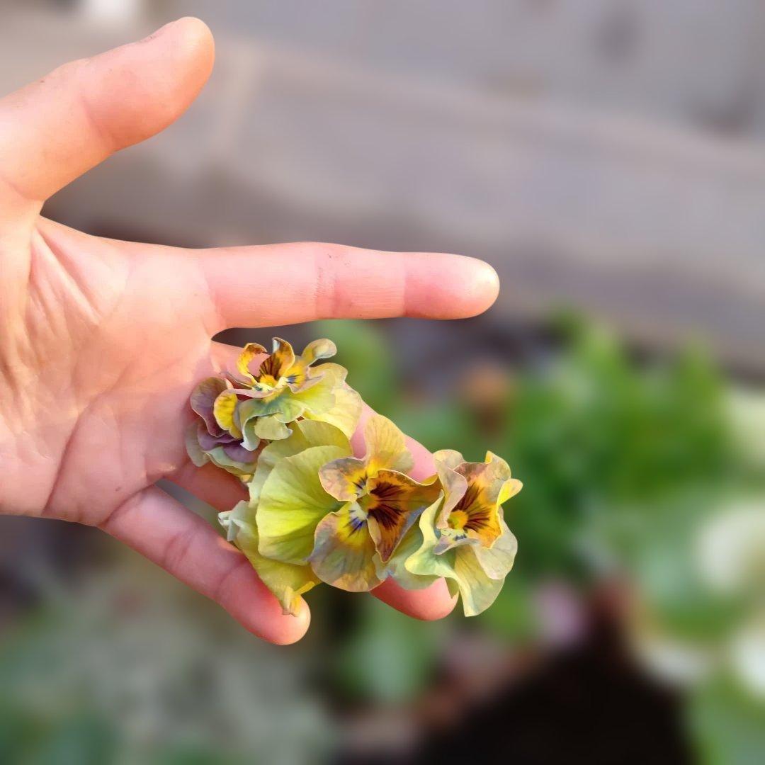 葉牡丹　シクラメン等　寄せ植え　直径約34cmハンギングリース　140サイズ発送